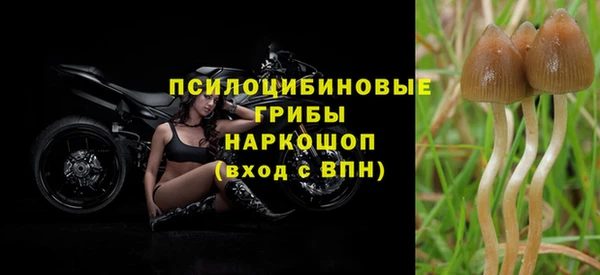 PSILOCYBIN Богородицк